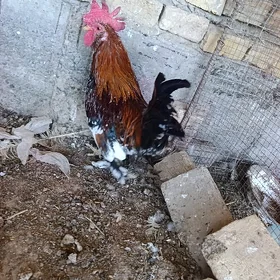 karlik yaponcik