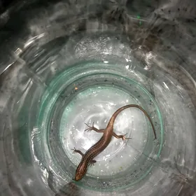 ящерица 🦎