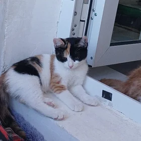 Котёнок