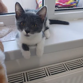 Котёнок