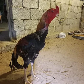Taşkent jüỳjesi bar 3 aylyk