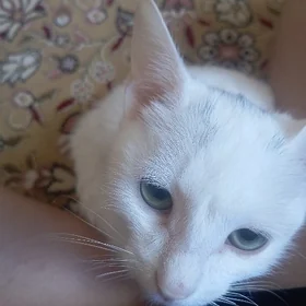 pişik