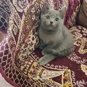 шотладский котёнок