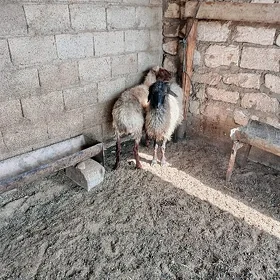 Goýyn