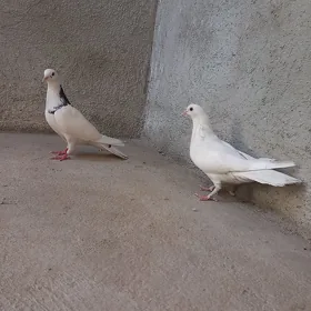 kepderi