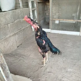 Taşkent horaz