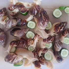 Улитки Ахатины