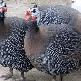 Sisarka