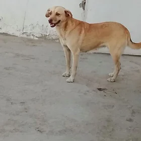 Gurji