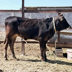 Tüwe tuwe sygyr göle gole