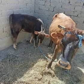 sygyr bilen gölesi