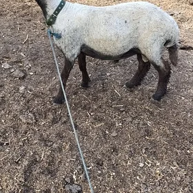 kockar