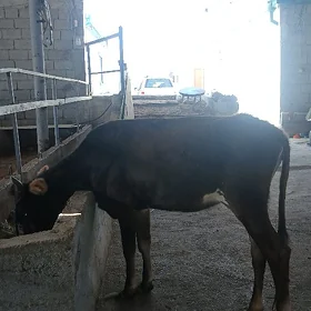 arassa swet tuwe