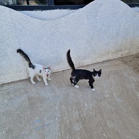 Котята в добрые руки ереванска