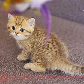 шотландский