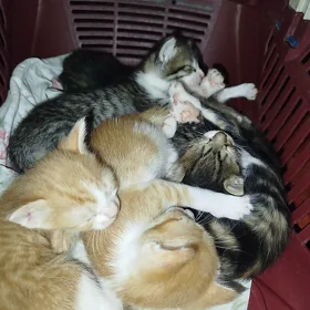 Маленькие котята