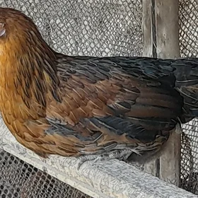 towuklar