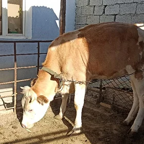 SIMINTAL TÙWE