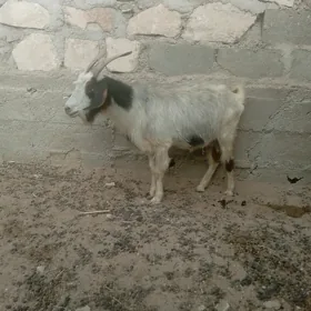 geçi