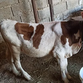 ORGINAL KÙDÜR SIMENTAL OKÙZÇE