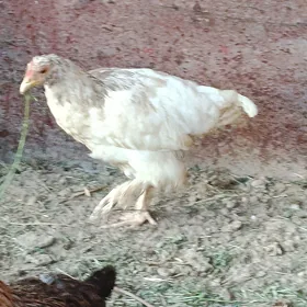 Towuk jüýje balakly balaksyz