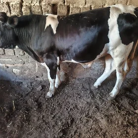 Arassa okuz