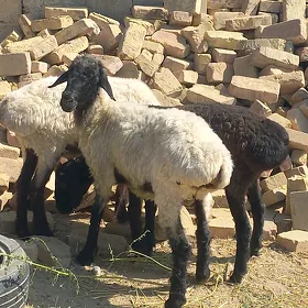 Işşek