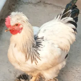 towuk brama