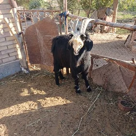 Geçi teke