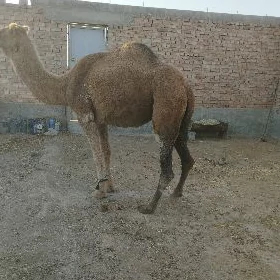 düýe