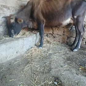 Göleli sygyr