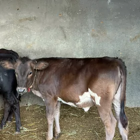 Gibrit tuwe swes okuzler