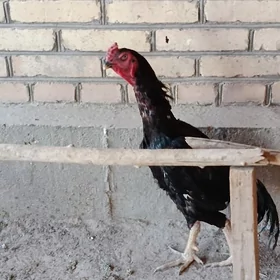 horaz