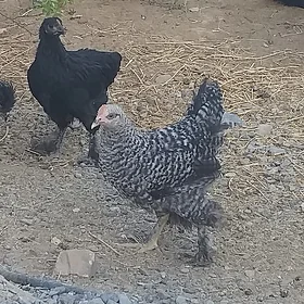 towuk juyje juje brama balgar