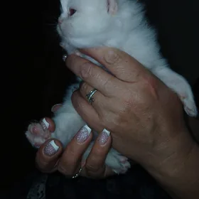 котёнок