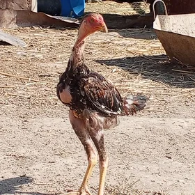 taskenıt horoz juje