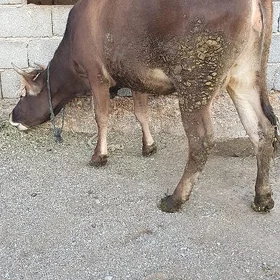 sygyr