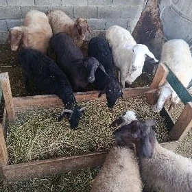 goýun