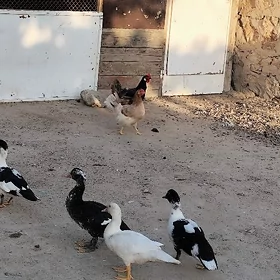 towuklar