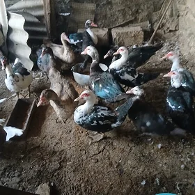 Indutga towuk ördek induk jüje