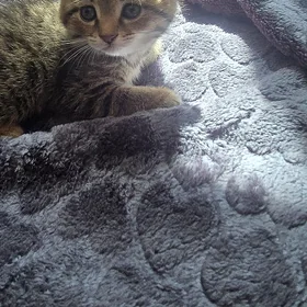 шотландские вислоухие котята