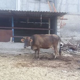 Sygyr