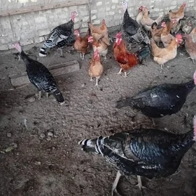 Uly Induklar