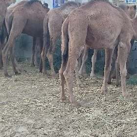 Owşuk