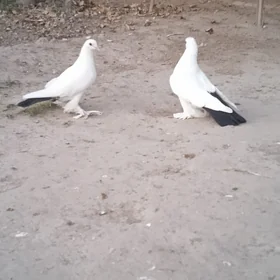 Kepderi