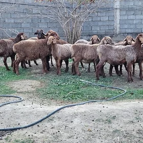 Gisar Goçlar