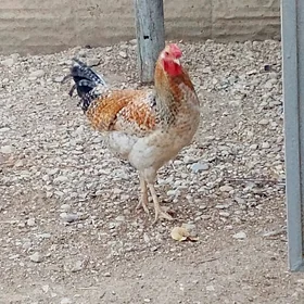 Horaz