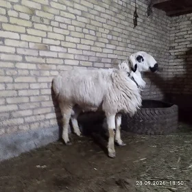 гисар гоч