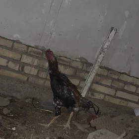 horaz