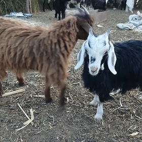 Owlak çebiş